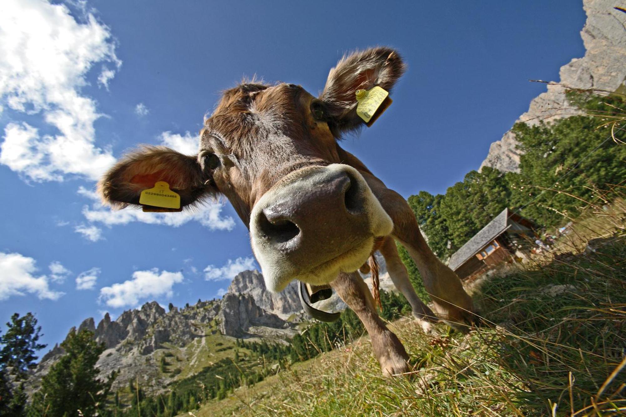 Hotel Diamant Park Campitello di Fassa Exterior photo